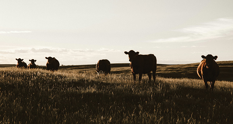 Farm Finance